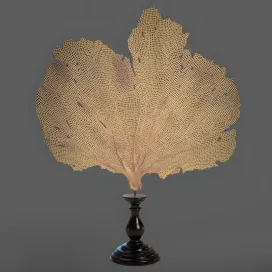 Coral